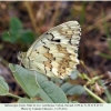 melanargia hylata talysh male ex ovo